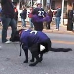 ravens-dog